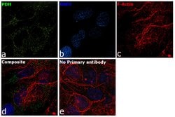 Invitrogen PDHA1 Monoclonal Antibody (9H9AF5) 100 &mu;g; Unconjugated:Antibodies,