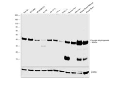 Invitrogen PDHA1 Monoclonal Antibody (9H9AF5) 100 &mu;g; Unconjugated:Antibodies,