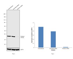 Invitrogen Fibrillarin Monoclonal Antibody (38F3) 100 &mu;L; Unconjugated:Anticorps,