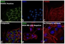 Invitrogen CD31 (PECAM-1) Monoclonal Antibody (WM-59 (WM59)), eFluor 450,