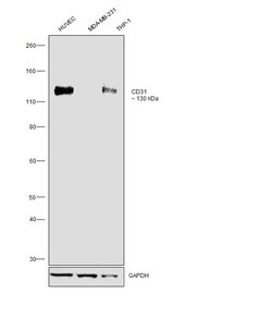 Invitrogen CD31 (PECAM-1) Monoclonal Antibody (WM-59 (WM59)), eFluor 450,