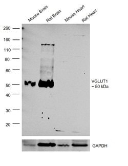 Invitrogen VGLUT1 Polyclonal Antibody 100 &mu;g; Unconjugated:Antibodies,