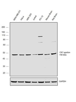 Invitrogen CK1 epsilon Polyclonal Antibody 100 &mu;g; Unconjugated:Antibodies,