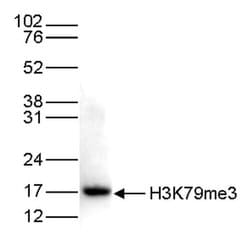 Invitrogen H3K79me3 Polyclonal Antibody 50 &mu;g; Unconjugated:Antibodies,