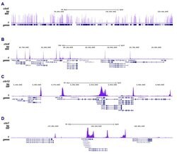 RNA pol II CTD Monoclonal Antibody, Invitrogen 100 &mu;L; Unconjugated:Antibodies,