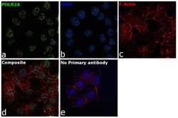 RNA pol II CTD Monoclonal Antibody, Invitrogen 100 &mu;L; Unconjugated:Antibodies,