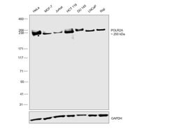 RNA pol II CTD Monoclonal Antibody, Invitrogen 100 &mu;L; Unconjugated:Antibodies,