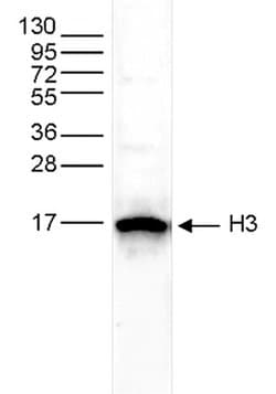 Invitrogen Histone H3 Polyclonal Antibody 100 &mu;L; Unconjugated:Antibodies,
