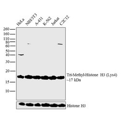 H3K4me3 Polyclonal Antibody, Invitrogen 50 &mu;g | Buy Online | Invitrogen | Fisher Scientific