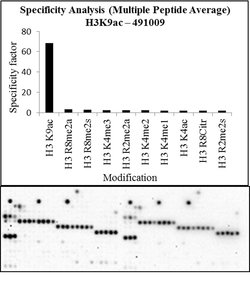 Invitrogen H3K9ac Polyclonal Antibody 44 &mu;g; Unconjugated:Antibodies,