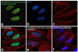 Invitrogen H3K9acK14ac Polyclonal Antibody 44 &mu;g; Unconjugated:Antibodies,