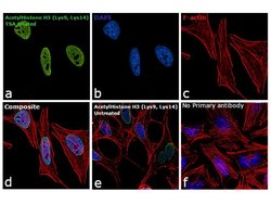 Invitrogen H3K9acK14ac Polyclonal Antibody 44 &mu;g; Unconjugated:Antibodies,