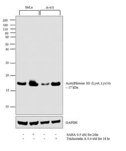 Invitrogen H3K9acK14ac Polyclonal Antibody 44 &mu;g; Unconjugated:Antibodies,