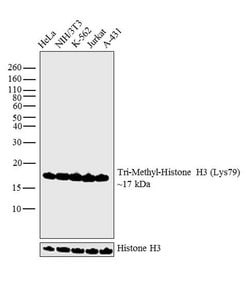 Invitrogen H3K79me3 Polyclonal Antibody 50 &mu;g; Unconjugated:Antibodies,