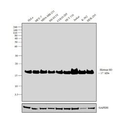 Invitrogen Histone H3 Polyclonal Antibody 100 &mu;L; Unconjugated:Antibodies,