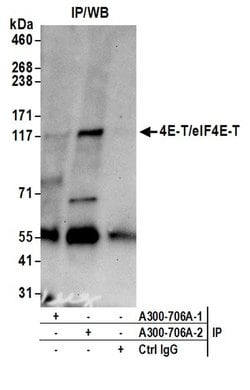 4E-T/eIF4E-T Rabbit anti-Human, Mouse, Polyclonal, Bethyl Laboratories