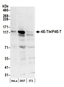 4E-T/eIF4E-T Polyclonal Antibody, Bethyl Laboratories 20 &mu;L; Unconjugated:Antibodies,