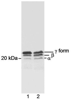 4EBP1 Rabbit anti-Human, Polyclonal, Bethyl Laboratories 100 &mu;L; Unconjugated:Antibodies,