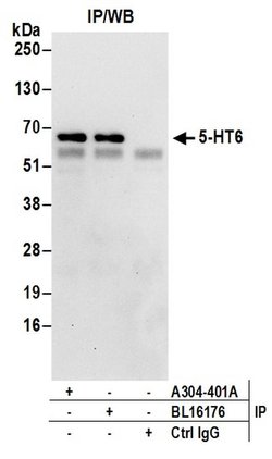 5-HT6 Rabbit anti-Human, Polyclonal, Bethyl Laboratories 10 &mu;l; Unlabeled:Antibodies,
