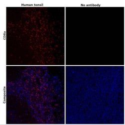 Invitrogen CD8a Monoclonal Antibody (AMC908), eFluor 660, eBioscience ,