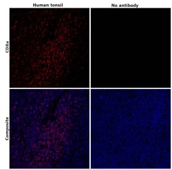 Invitrogen CD8a Monoclonal Antibody (AMC908), eFluor 660, eBioscience ,