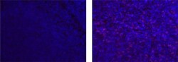 Invitrogen CD8a Monoclonal Antibody (AMC908), eFluor 660, eBioscience ,