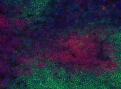 Invitrogen CD3 Monoclonal Antibody (17A2), eFluor 660, eBioscience , Invitrogen