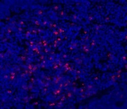 Invitrogen CD11b Monoclonal Antibody (M1/70), eFluor 660, eBioscience:Antibodies:Primary