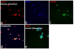 Invitrogen CD20 Monoclonal Antibody (L26), eFluor 660, eBioscience , Invitrogen
