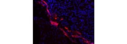 Invitrogen LYVE1 Monoclonal Antibody (ALY7), eFluor 660, eBioscience ,