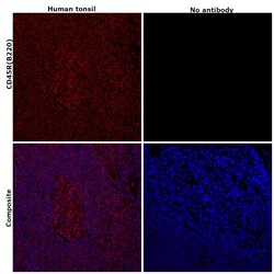Invitrogen CD45R (B220) Monoclonal Antibody (RA3-6B2), eFluor 660, eBioscience:Antibodies:Primary