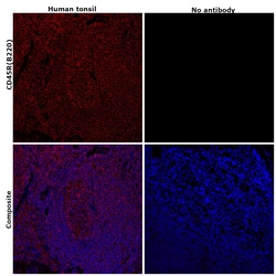 Invitrogen CD45R (B220) Monoclonal Antibody (RA3-6B2), eFluor 660, eBioscience:Antibodies:Primary