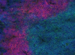 Invitrogen CD45R (B220) Monoclonal Antibody (RA3-6B2), eFluor 660, eBioscience:Antibodies:Primary
