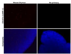 Invitrogen CD107a (LAMP-1) Monoclonal Antibody (eBio1D4B (1D4B)), eFluor