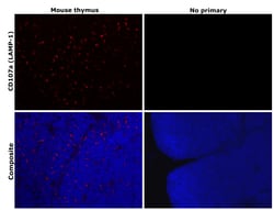 Invitrogen CD107a (LAMP-1) Monoclonal Antibody (eBio1D4B (1D4B)), eFluor