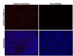 Invitrogen CD107a (LAMP-1) Monoclonal Antibody (eBioH4A3), eFluor 660,