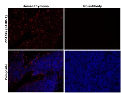 Invitrogen CD107a (LAMP-1) Monoclonal Antibody (eBioH4A3), eFluor 660,