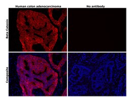 Invitrogen beta Catenin Monoclonal Antibody (15B8), eFluor 660, eBioscience