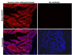 Invitrogen beta Catenin Monoclonal Antibody (15B8), eFluor 660, eBioscience