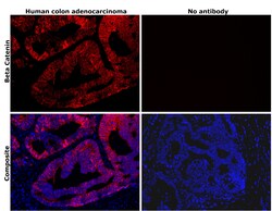 Invitrogen beta Catenin Monoclonal Antibody (15B8), eFluor 660, eBioscience