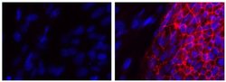Invitrogen F(ab')2-Goat anti-Mouse IgG (H+L) Secondary Antibody, eFluor