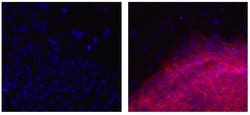 Invitrogen™ F(ab')2-Goat anti-Mouse IgG (H+L) Secondary Antibody, eFluor™ 660, eBioscience™