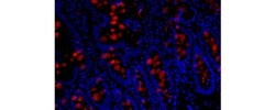 Invitrogen Trefoil Factor 3 Monoclonal Antibody (5UCLNT3), eFluor 660,
