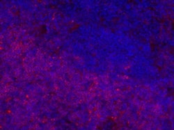 Invitrogen™ Mouse anti-Rat IgG2b Secondary Antibody, eFluor™ 660, eBioscience™