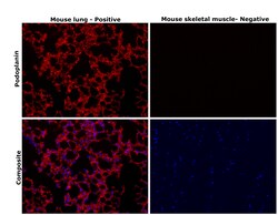 Invitrogen Podoplanin Monoclonal Antibody (eBio8.1.1 (8.1.1)), eFluor 660,