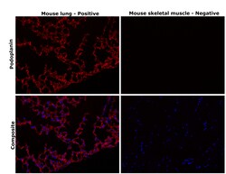 Invitrogen Podoplanin Monoclonal Antibody (eBio8.1.1 (8.1.1)), eFluor 660,