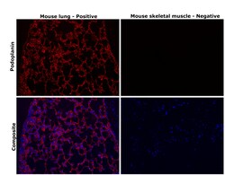 Invitrogen Podoplanin Monoclonal Antibody (eBio8.1.1 (8.1.1)), eFluor 660,