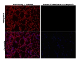 Invitrogen Podoplanin Monoclonal Antibody (eBio8.1.1 (8.1.1)), eFluor 660,