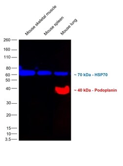 Invitrogen Podoplanin Monoclonal Antibody (eBio8.1.1 (8.1.1)), eFluor 660,