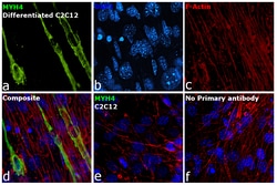 Invitrogen Myosin 4 Monoclonal Antibody (MF20), eFluor 660, eBioscience